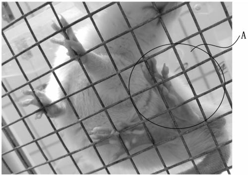 Preparation method and application of rat chronic dorsal root neurothlipsis model