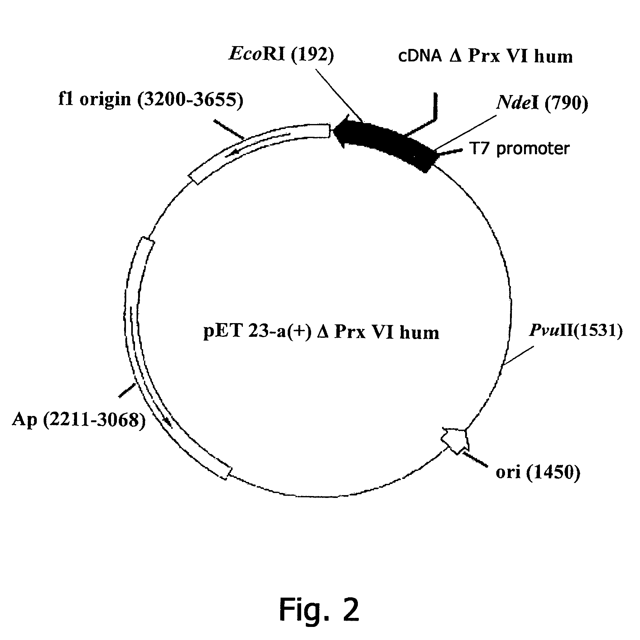 Antioxidant pharmaceutical compound, method for producing polypeptide and method of cure