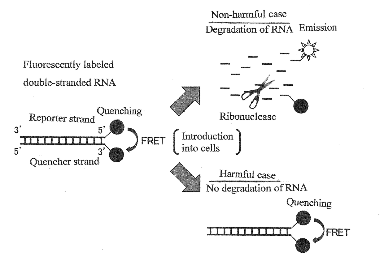 Method for measuring in vivo inhibition of intracellular rnase