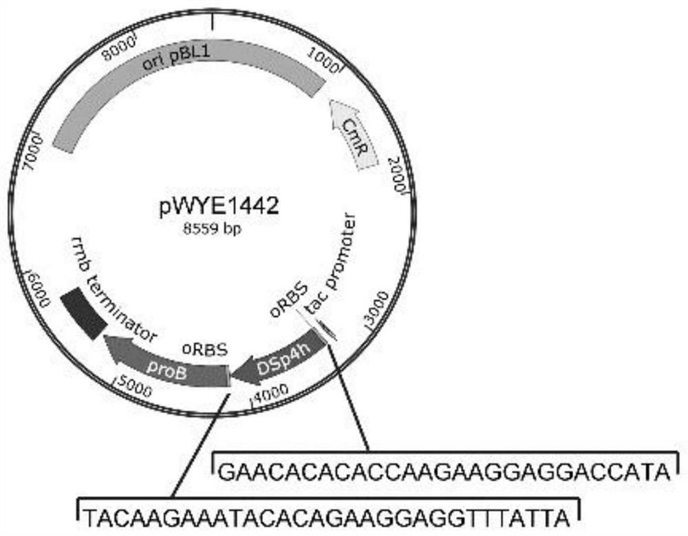 dna molecule, expression vector, recombinant bacteria and its construction method, and preparation method of hydroxyproline