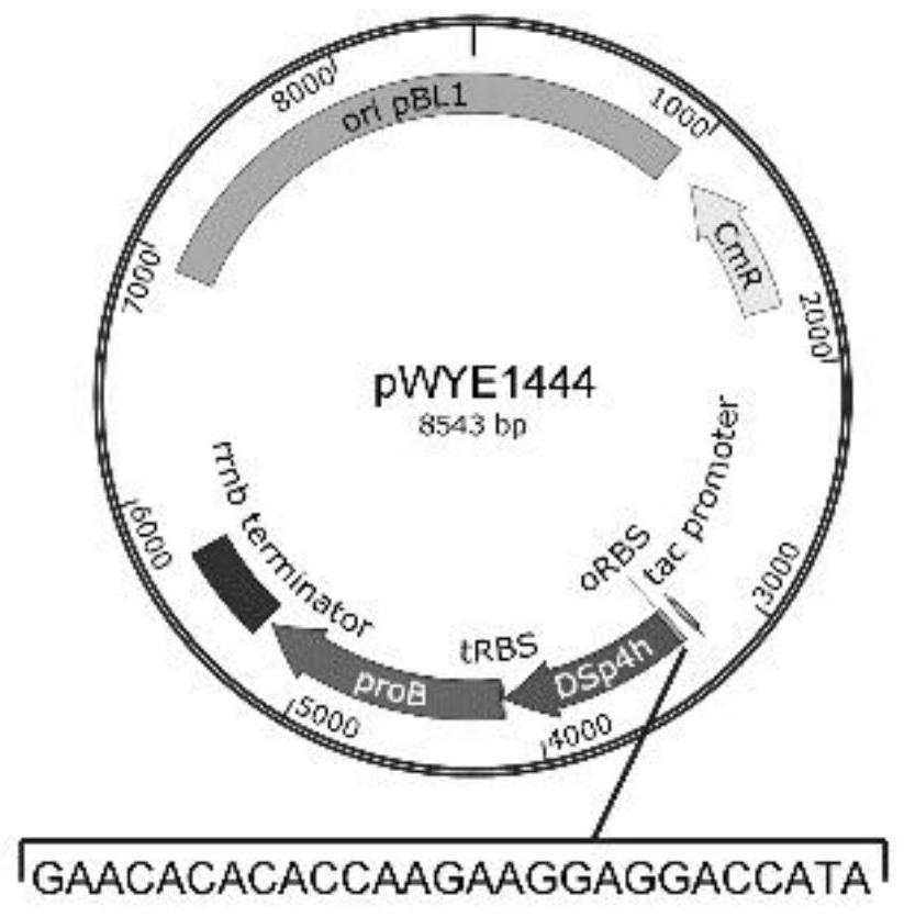 dna molecule, expression vector, recombinant bacteria and its construction method, and preparation method of hydroxyproline