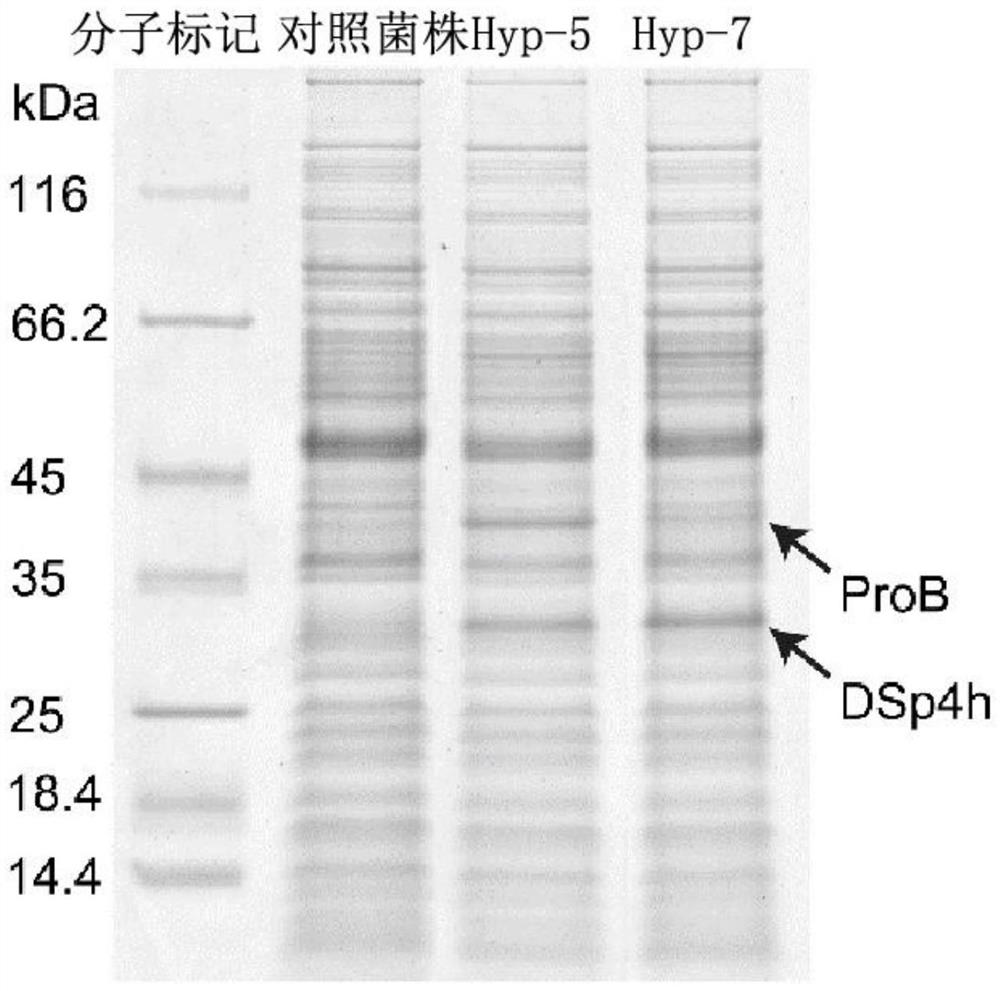 dna molecule, expression vector, recombinant bacteria and its construction method, and preparation method of hydroxyproline