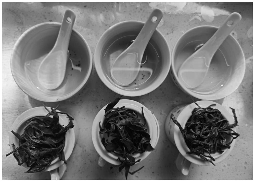 Processing method of flower and fruit fragrance type Liubao sunned raw tea