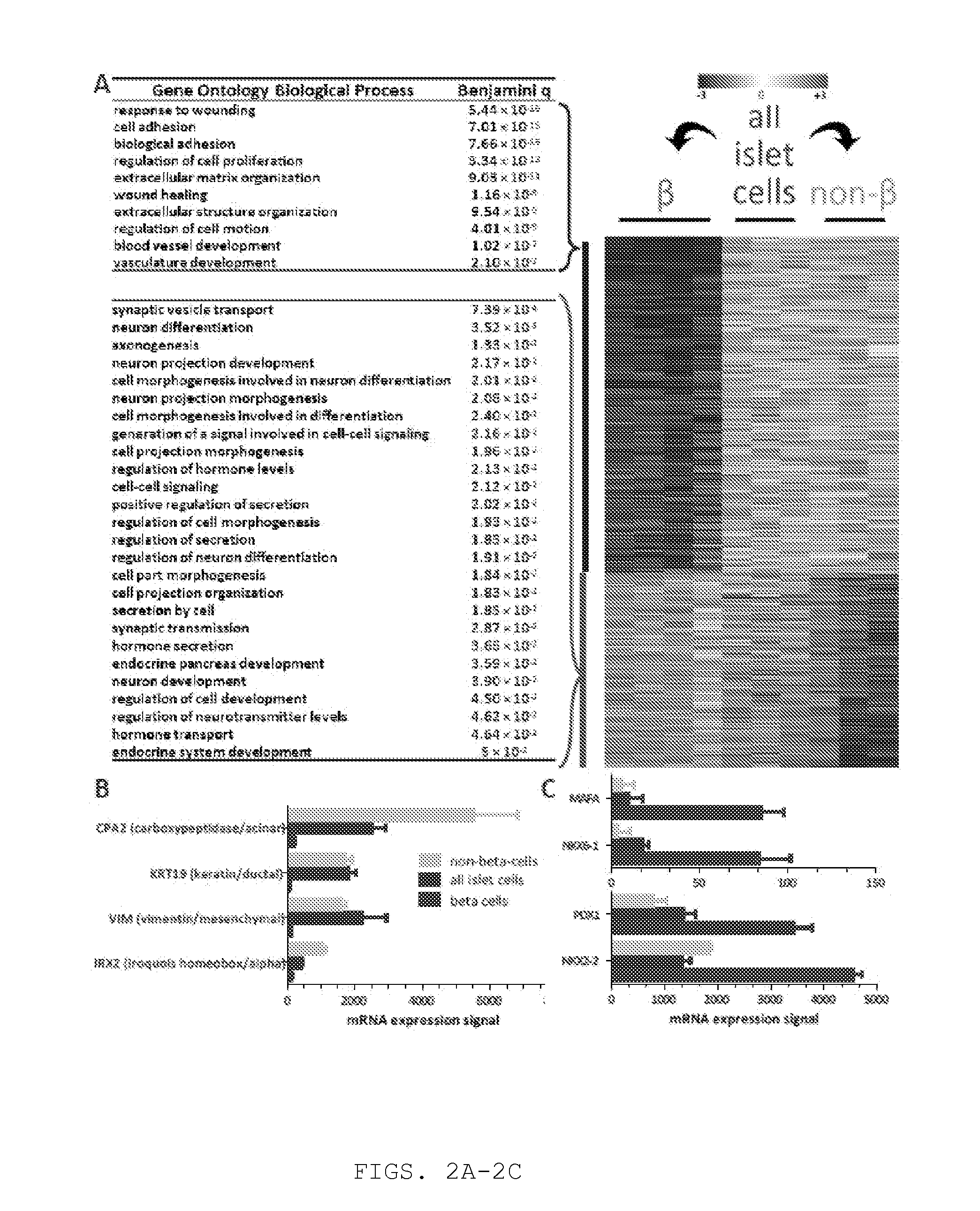 Markers for mature beta-cells and methods of using the same