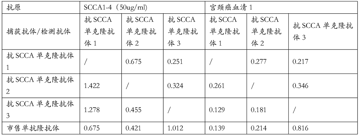 Hybridoma cell line scca1 and its secreted monoclonal antibody and application