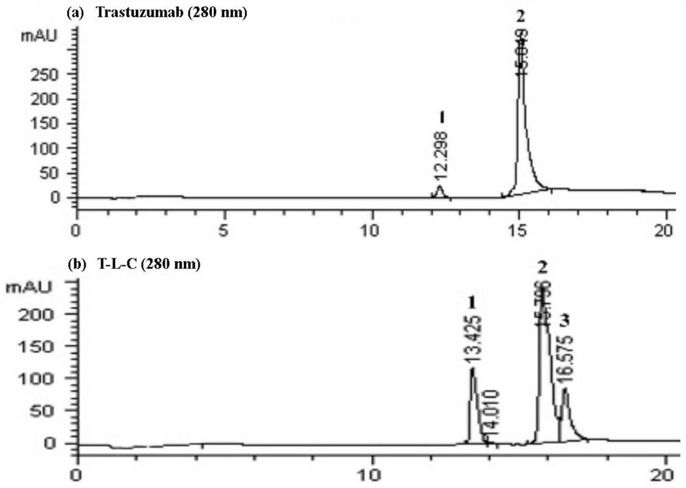 Two kinds of anti-her2 antibody-chaetokin conjugates and their preparation method and anti-tumor application