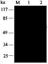 ELISA (enzyme-linked immunosorbent assay) detection method for identifying fowl adenovirus group I (FAVI) infection