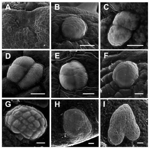 A method and application for inducing direct generation of somatic embryos