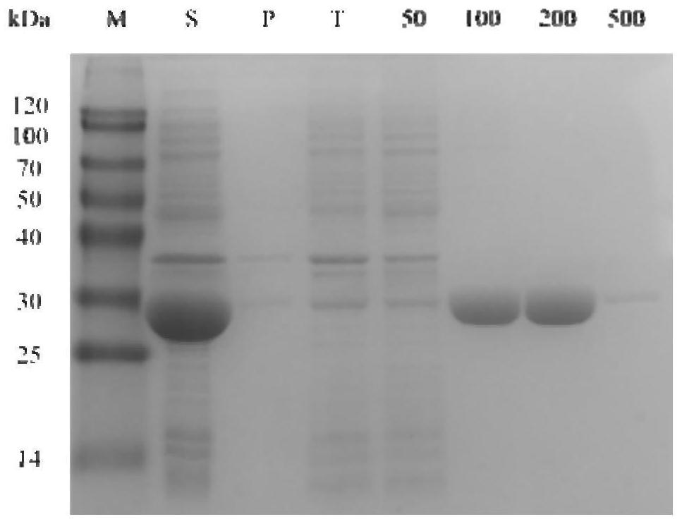 Alcohol dehydrogenase mutant with improved activity and stereoselectivity, recombinant vector of alcohol dehydrogenase mutant, genetically engineered bacterium containing recombinant vector, and application of alcohol dehydrogenase mutant and genetically engineered bacterium