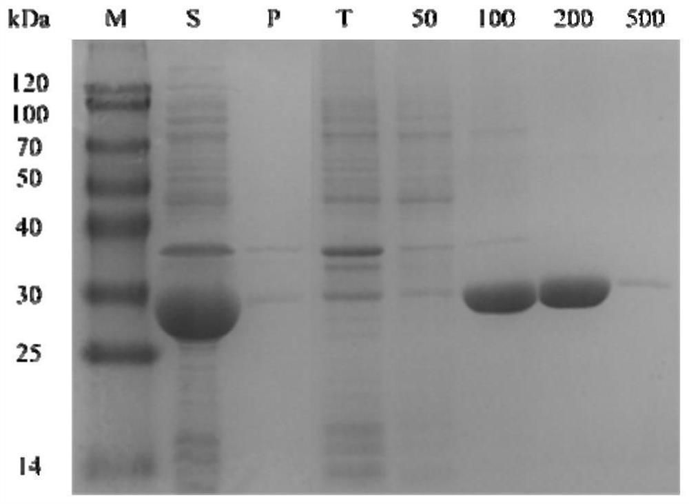 Alcohol dehydrogenase mutant with improved activity and stereoselectivity, recombinant vector of alcohol dehydrogenase mutant, genetically engineered bacterium containing recombinant vector, and application of alcohol dehydrogenase mutant and genetically engineered bacterium