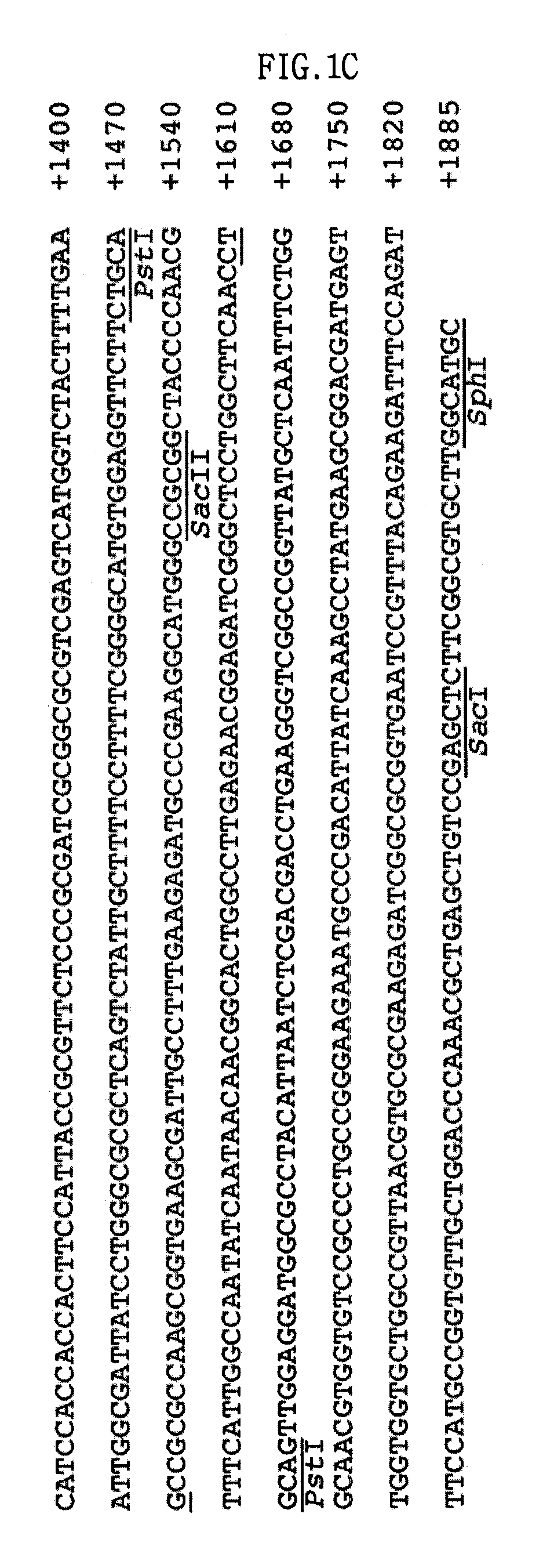 Fibrinolytic metalloprotease and composition comprising the same