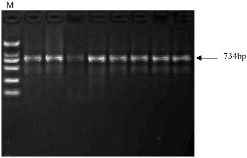 Identification and application of SNP in fourth exon region of INCENP of pigs