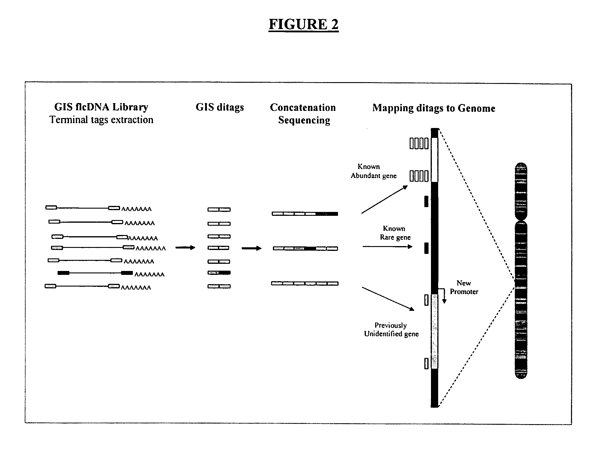 Method of processing and/or genome mapping of ditag sequences