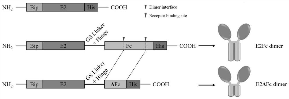 Recombinant drosophila cell line for expressing porcine atypical pestivirus fusion protein as well as preparation method and application of recombinant drosophila cell line