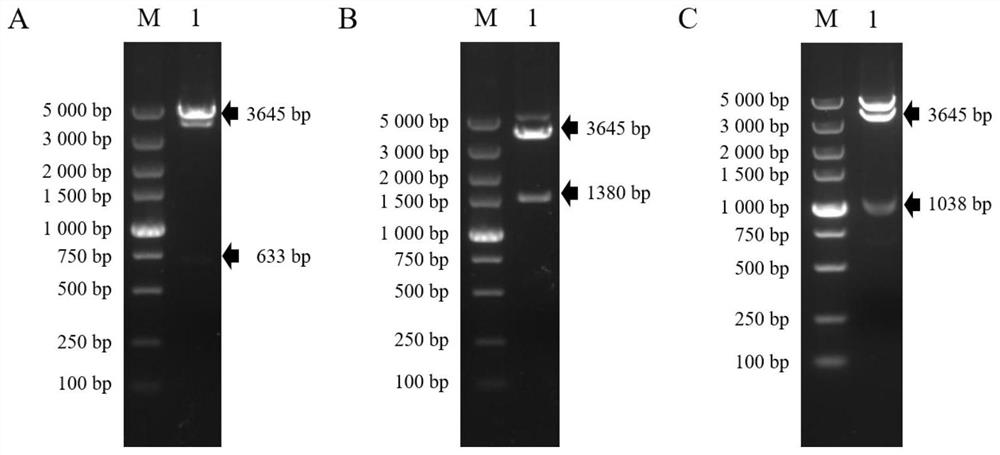 Recombinant drosophila cell line for expressing porcine atypical pestivirus fusion protein as well as preparation method and application of recombinant drosophila cell line