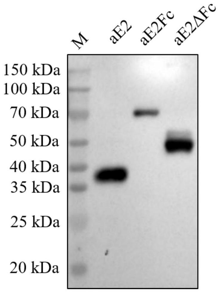 Recombinant drosophila cell line for expressing porcine atypical pestivirus fusion protein as well as preparation method and application of recombinant drosophila cell line