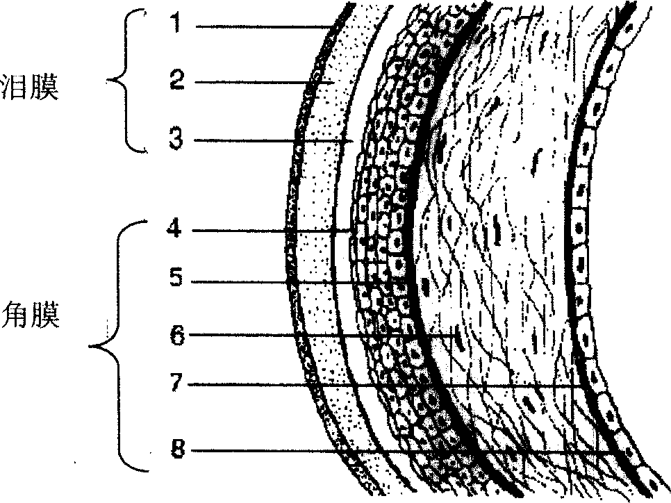 Application of human RTN4B protein in preparation of medicine for healing wound