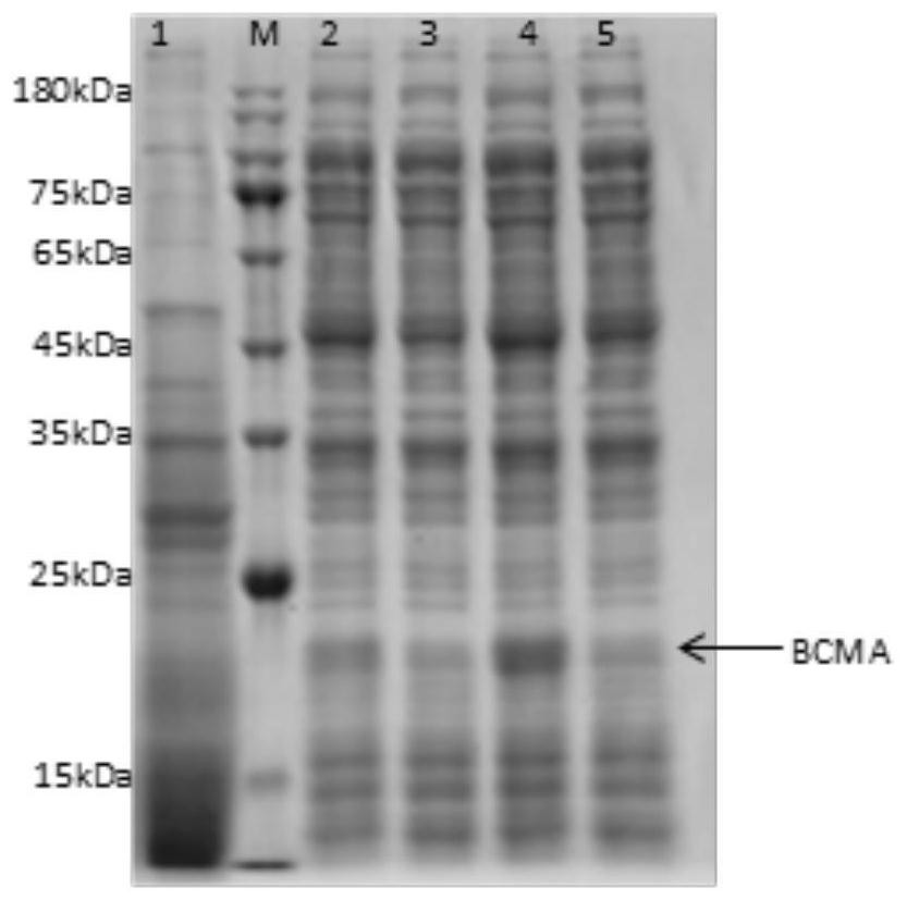 Method for recombinant expression of BCMA protein by E.coli cell-free protein expression system