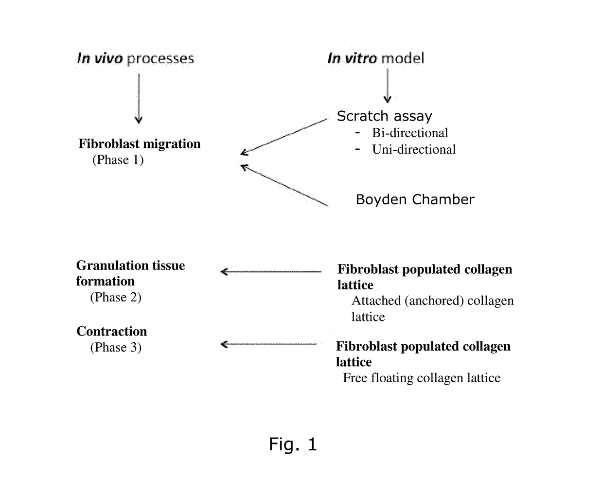 3-(4-hydroxyphenyl) propanoic acid amide for use in tissue repair and/or skin brightening