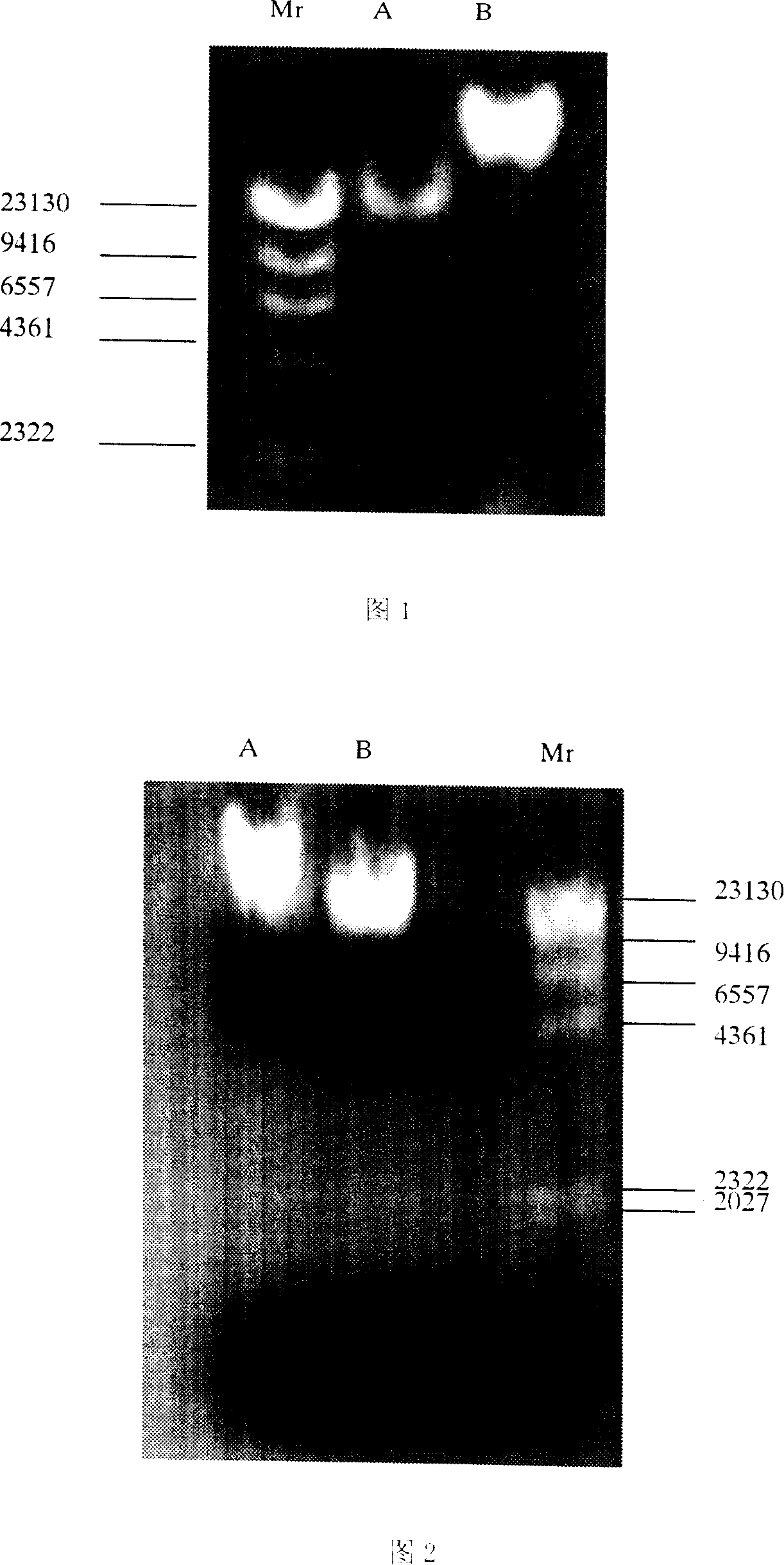 Method for extracting high molecular genome from bacterium