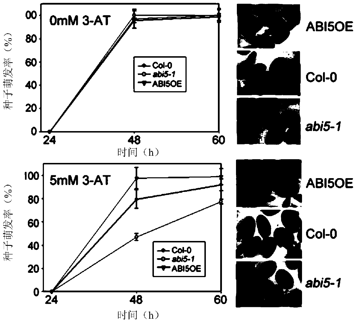 Application of abi5 protein and its coding gene in regulating plant seed oxidative stress resistance