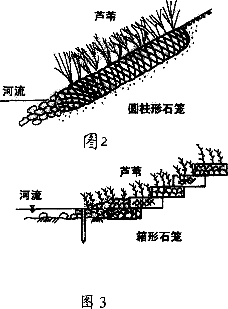 Engineering method of recovering degraduted river bank by reed