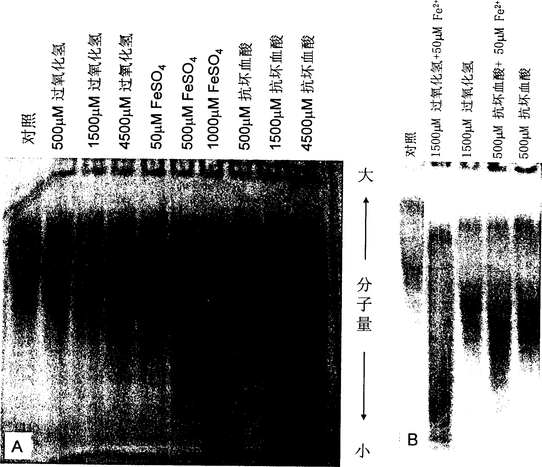 Method for preparing low molecular weighted glucidamin collagen composition, its product and use