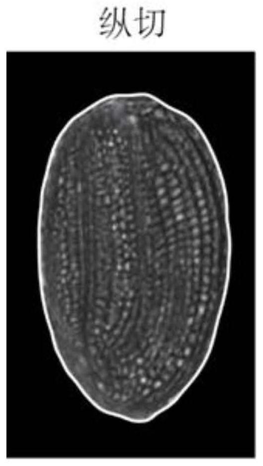 A method to improve the imaging quality of Arabidopsis seeds