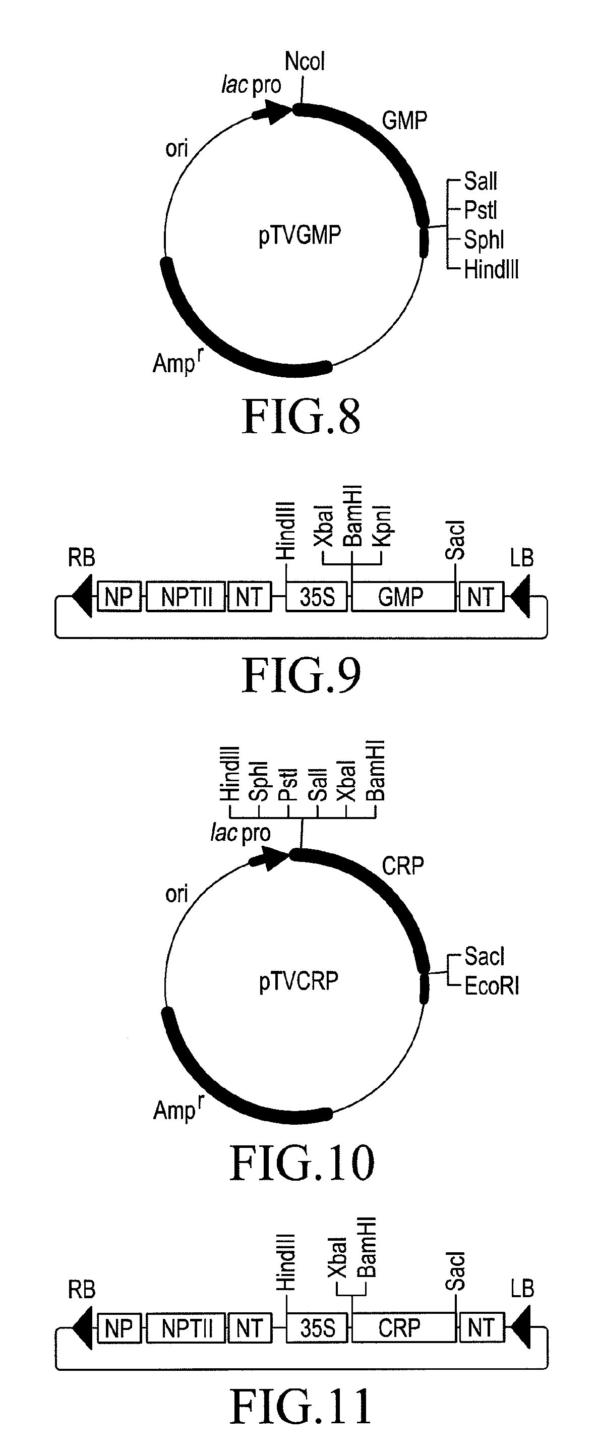 Method for producing transgenic plants resistant to weed control compounds which disrupt the porphyrin pathways of plants