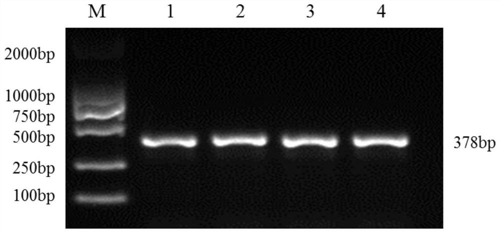 SNP (Single Nucleotide Polymorphism) marker for identifying weaning weight of alpine merino and application of SNP marker
