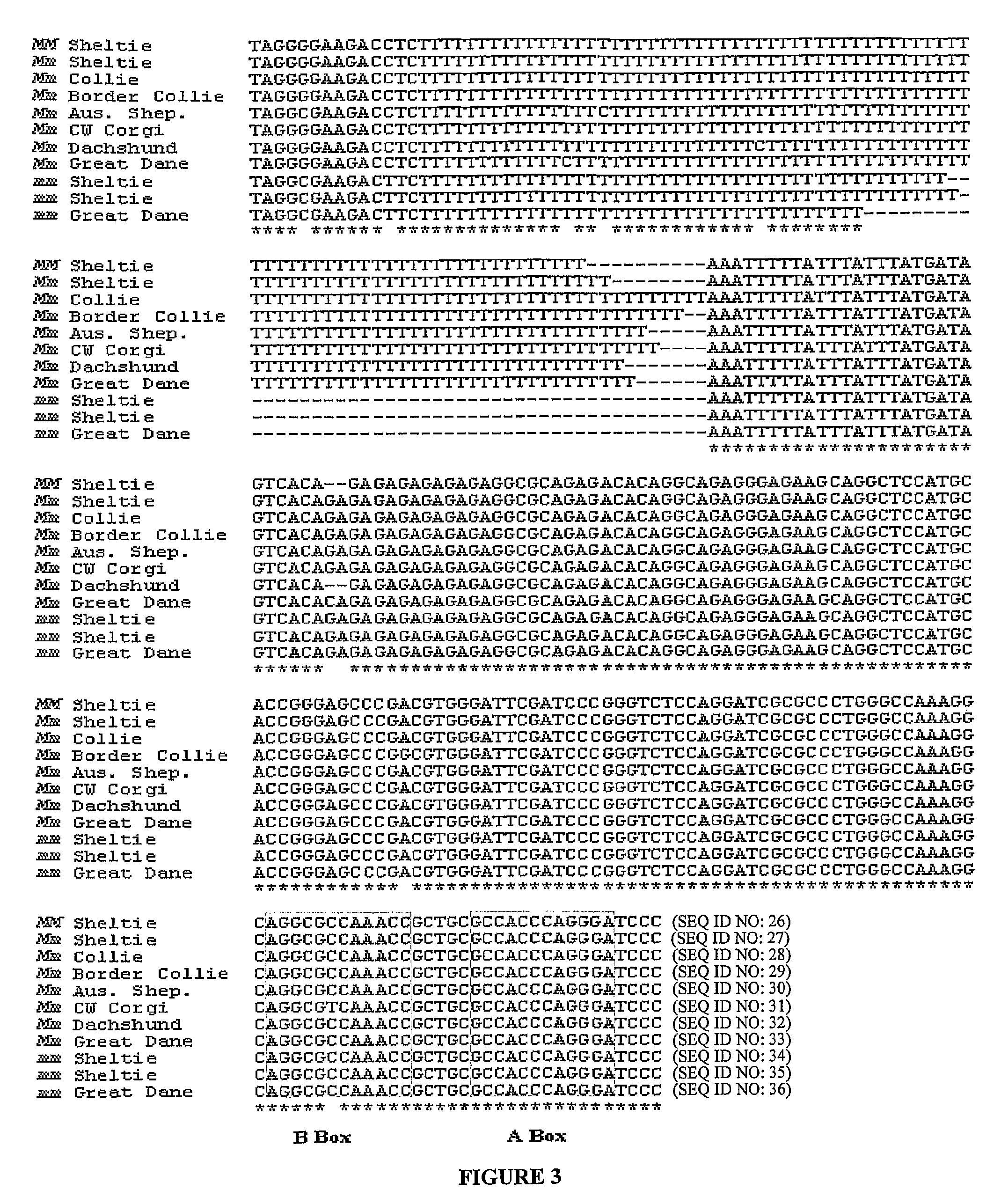 Methods for identification of merle gene