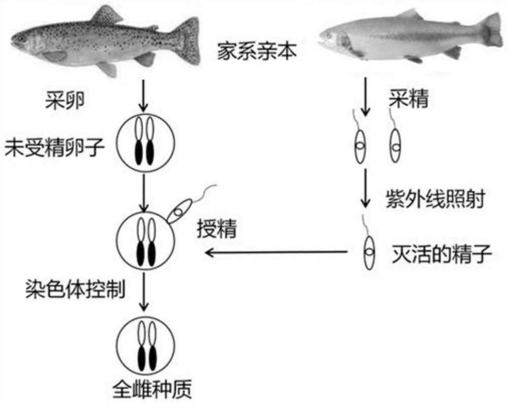 Oncorhynchus mykiss all-female triploid large-scale production method