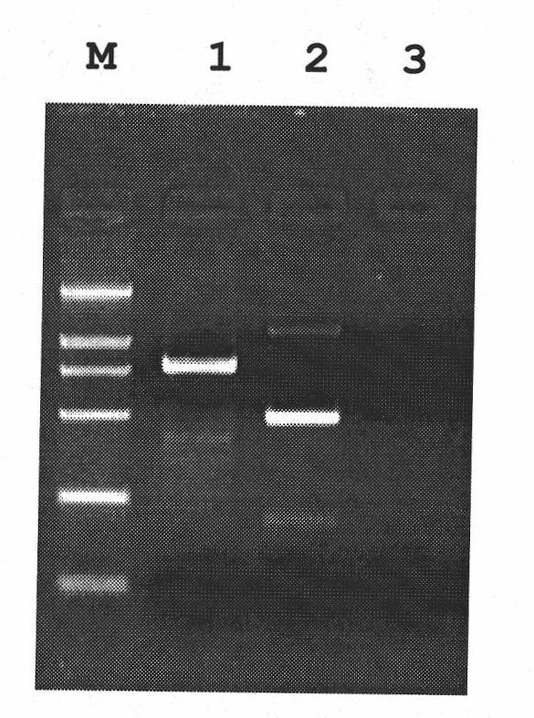 Anti-aphides gene PPA, preparation thereof and protein encoded thereby