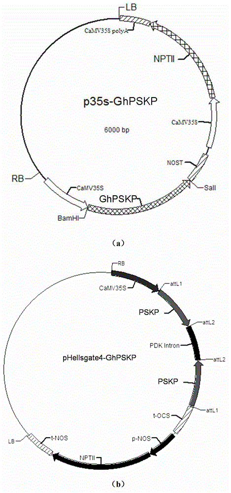 A kind of cotton phytosulfokine precursor gene ghpskp and its preparation method and application