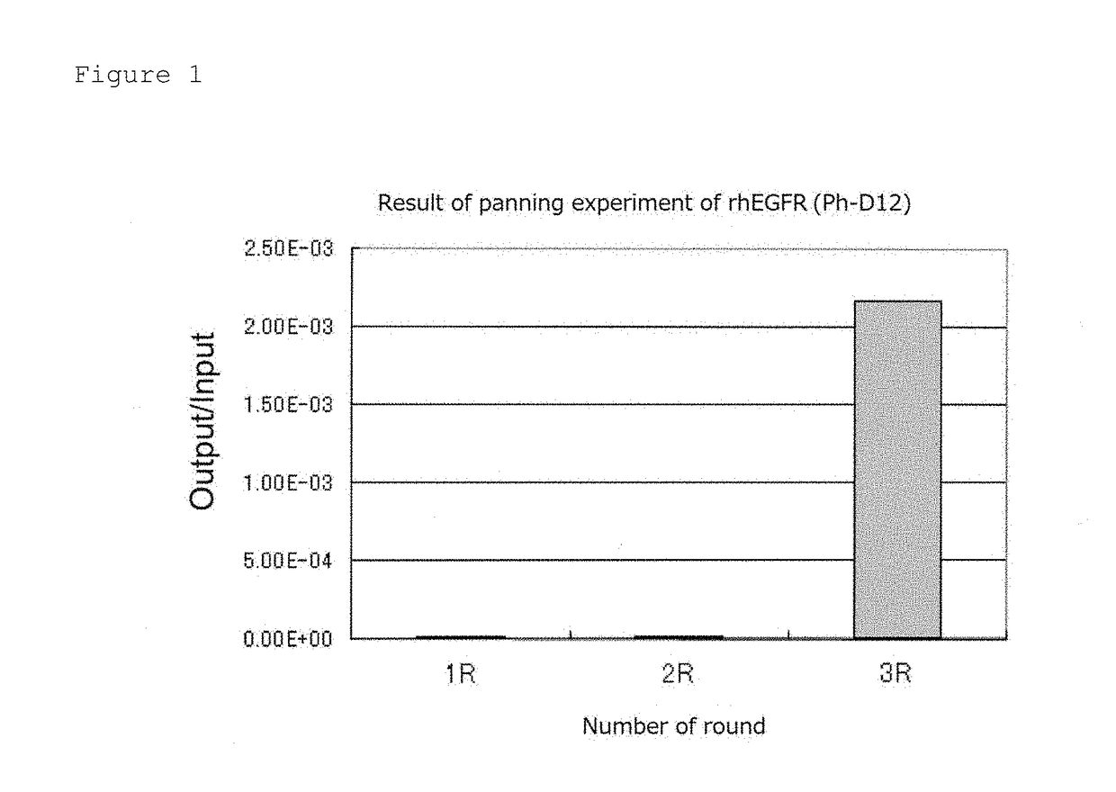 EGFR-binding peptide