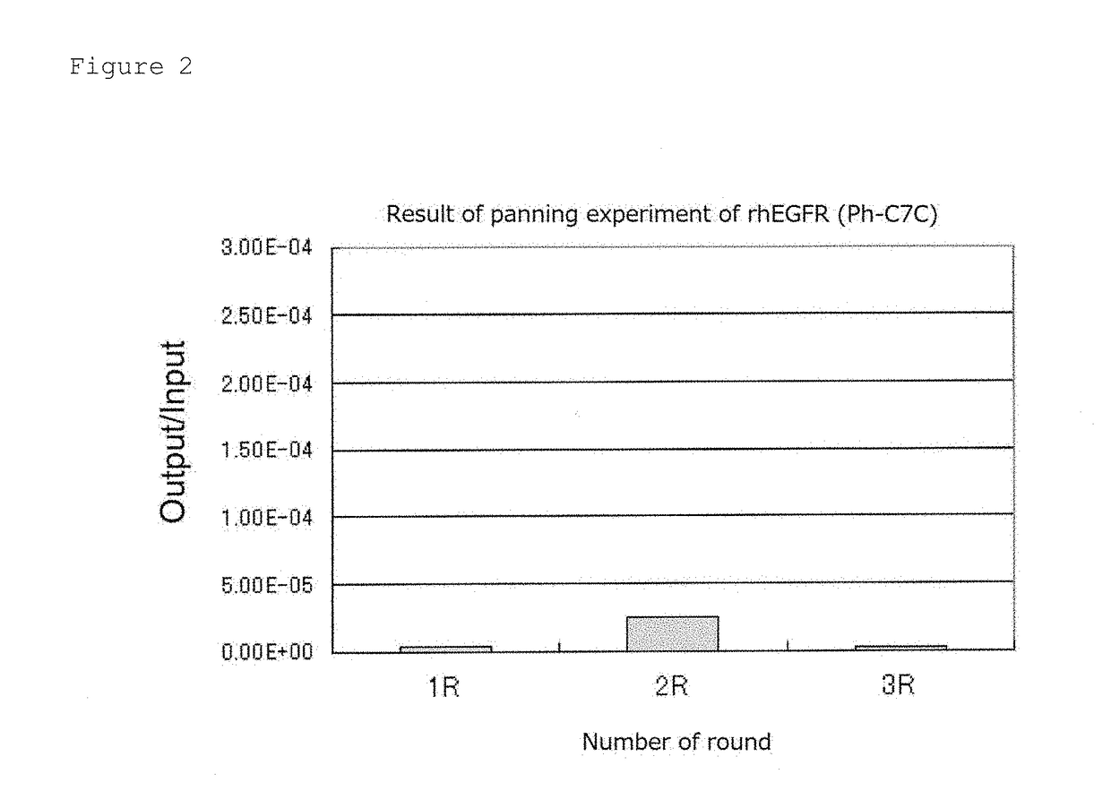 EGFR-binding peptide