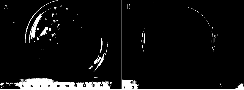 Modification method of bacterial type biological particle antimonate adsorption material