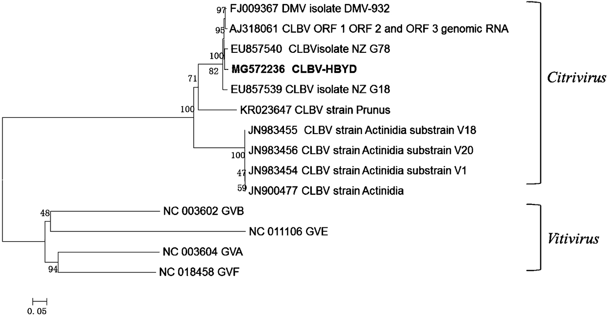 Ternary shuttle vector and method for establishing CLBV (Citrus Leaf Blotch Virus) infectious cloning with same