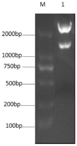 CpG-ODN having specific immuno-stimulatory effect on pigs and application thereof