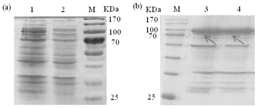 Brassica napus bntlk1 gene related to fungal diseases and its application
