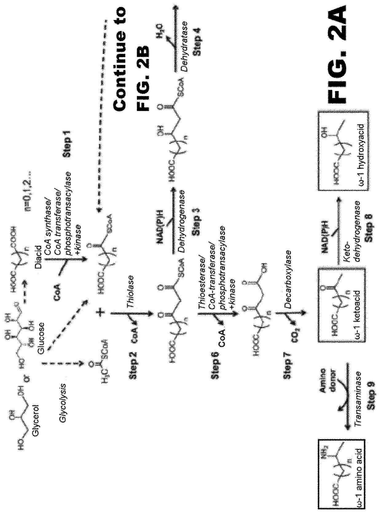 Synthesis of omega functionalized products