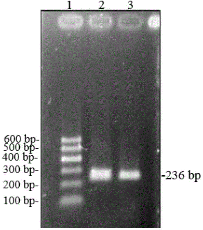 Method of detecting copy number variation of Qinchuan cattle FGF13 genes and application thereof