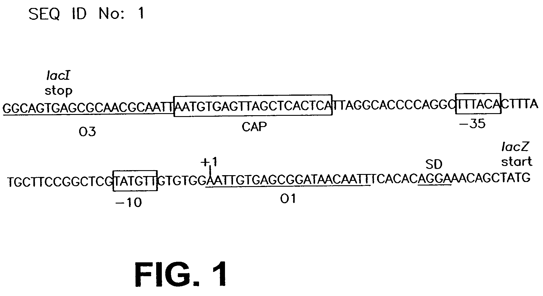 Stabilized bioactive peptides and methods of identification, synthesis, and use