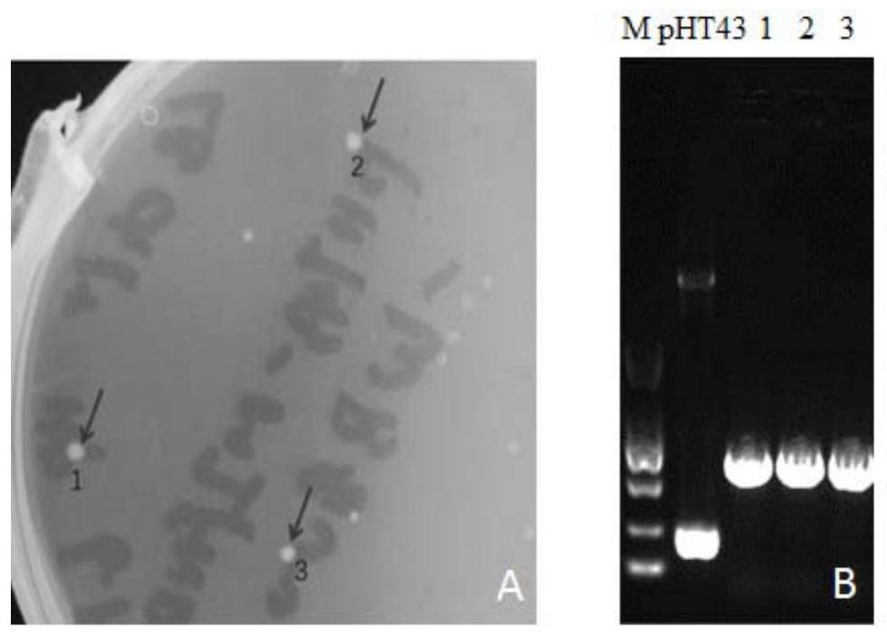 Mandarin fish interferon gene and interferon protein mIFN and preparation method and application of mandarin fish interferon protein mIFN