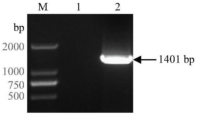 Soybean purple acid phosphatase GmPAP36 and encoding gene and application thereof