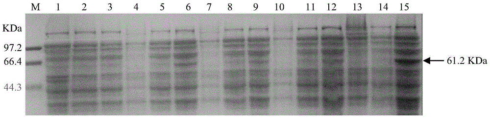 Soybean purple acid phosphatase GmPAP36 and encoding gene and application thereof