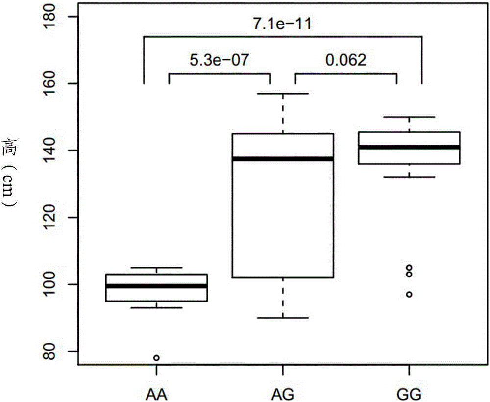 SNP (single nucleotide polymorphism) marker correlated with characteristic of short stature of Chinese domestic horses and application of SNP marker