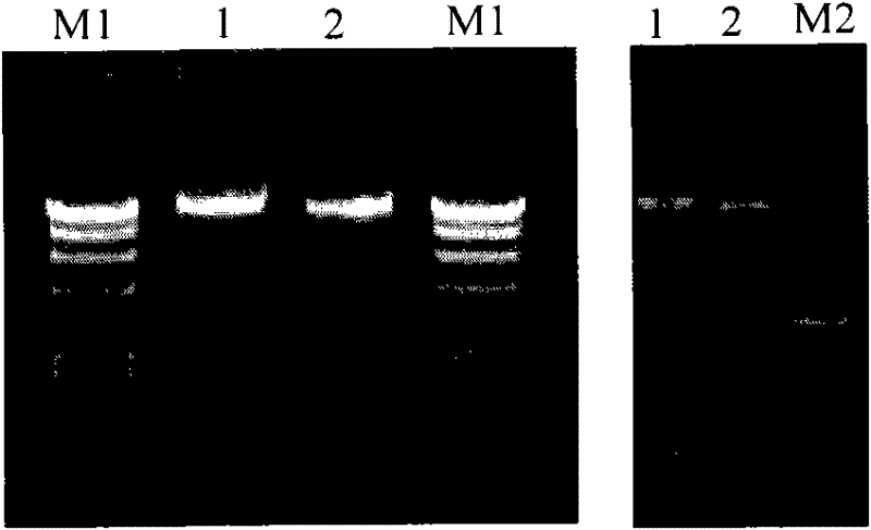 Duck viral enteritis virus infectious recombinant cloning system and its construction method and application