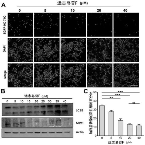 Application of onjisaponin F in preparation of drug for preventing and treating huntington disease