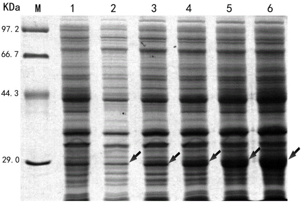Recombinant protein PACAP38-NtA, and coding gene and application thereof